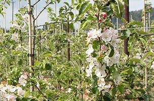 Orchard blossom and vigour mapping